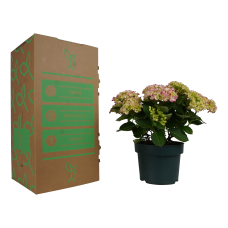 Hy-Pe Hortensie 'Campino' Rosa - 40 cm, Ø 14 cm