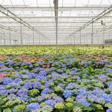 Hy-Pe Hortensie 'Campino' Rosa - 40 cm, Ø 14 cm