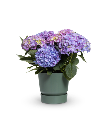Hy-Pe Hortensie 'Campino' Blau - 40 cm, Ø 14 cm