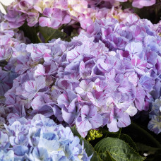 Hy-Pe Hortensie 'Campino' Blau - 40 cm, Ø 14 cm