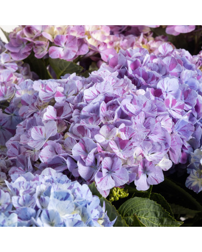 Hy-Pe Hortensie 'Campino' Blau - 40 cm, Ø 14 cm
