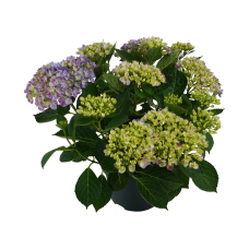 Hy-Pe Hortensie 'Campino' Blau - 40 cm, Ø 14 cm