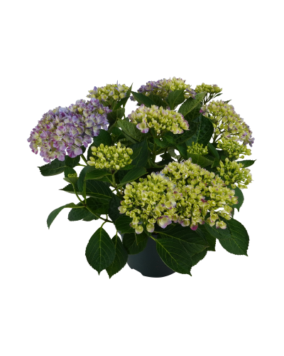 Hy-Pe Hortensie 'Campino' Blau - 40 cm, Ø 14 cm