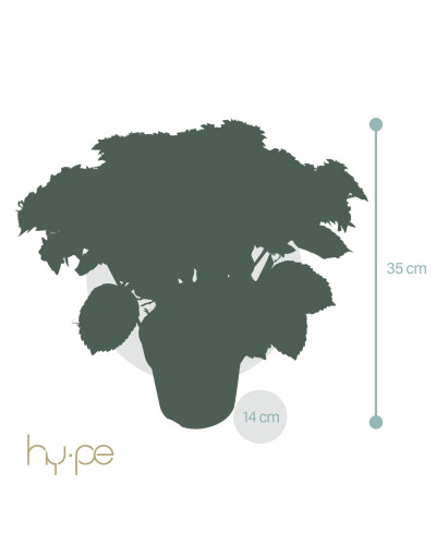 Hy-Pe Hortensie 'Campino' Blau - 40 cm, Ø 14 cm
