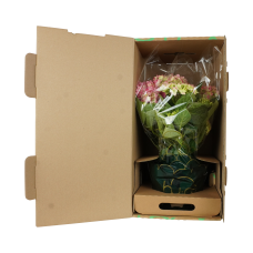 Hy-Pe Hortensie 'Campino' Blau - 40 cm, Ø 14 cm