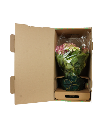 Hy-Pe Hortensie 'Campino' Blau - 40 cm, Ø 14 cm
