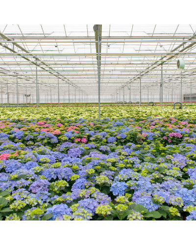 Hy-Pe Hortensie 'Campino' Blau - 40 cm, Ø 14 cm