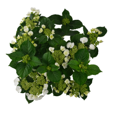 Hy-Pe Tellerhortensie Weiß - 45 cm, Ø 23 cm