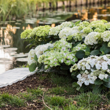 Hy-Pe Tellerhortensie Weiß - 45 cm, Ø 23 cm