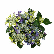 Hy-Pe Tellerhortensie Blau - 45 cm, Ø 23 cm