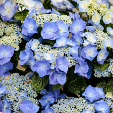 Hy-Pe Tellerhortensie Blau - 45 cm, Ø 23 cm