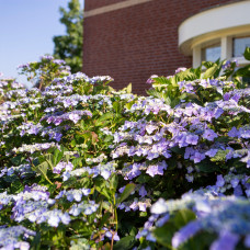 Hy-Pe Tellerhortensie Blau - 45 cm, Ø 23 cm