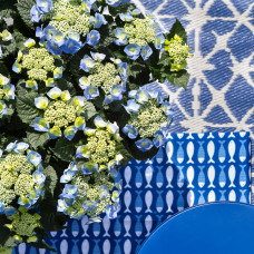 Hy-Pe Tellerhortensie Blau - 45 cm, Ø 23 cm