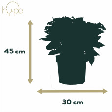 Hy-Pe Tellerhortensie Blau - 45 cm, Ø 23 cm