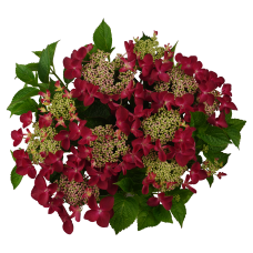 Hy-Pe Tellerhortensie Rot - 45 cm, Ø 23 cm