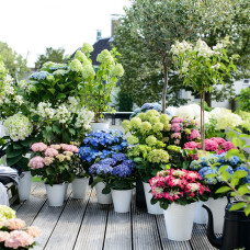 Hy-Pe Tellerhortensie Rot - 45 cm, Ø 23 cm