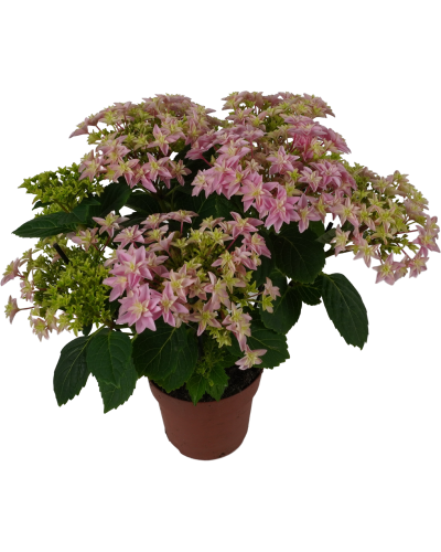 Hy-Pe Hortensie 'Double Dutch' Rosa - 40 cm,  Ø 14 cm