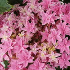 Hy-Pe Hortensie 'Double Dutch' Rosa - 40 cm,  Ø 14 cm