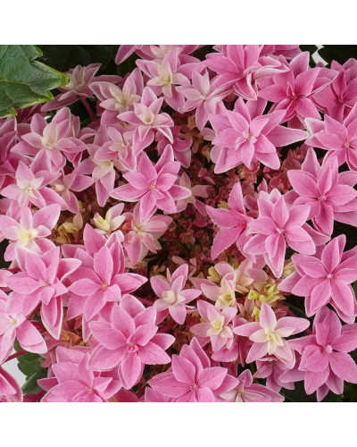 Hy-Pe Hortensie 'Double Dutch' Rosa - 40 cm,  Ø 14 cm
