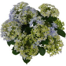 Hy-Pe Hortensie Double Dutch Blau - 40 cm,  Ø 14 cm