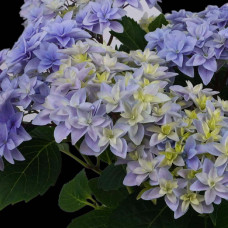 Hy-Pe Hortensie Double Dutch Blau - 40 cm,  Ø 14 cm