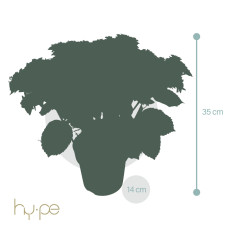 Hy-Pe Hortensie Double Dutch Blau - 40 cm,  Ø 14 cm