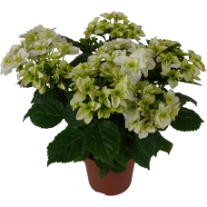 Hy-Pe Hortensie Double Dutch Weiß - 40 cm, Ø 14 cm