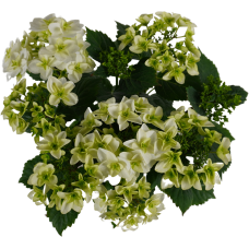 Hy-Pe Hortensie Double Dutch Weiß - 40 cm, Ø 14 cm