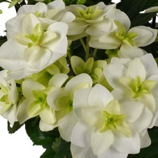 Hy-Pe Hortensie Double Dutch Weiß - 40 cm, Ø 14 cm