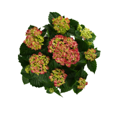 Hy-Pe Hortensie Curly Wurly Rot - 45 cm, Ø 23 cm