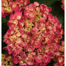 Hy-Pe Hortensie Curly Wurly Rot - 45 cm, Ø 23 cm