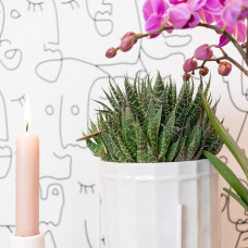 Kolibri Haworthia Königliche Hoheit - Ø 9 cm