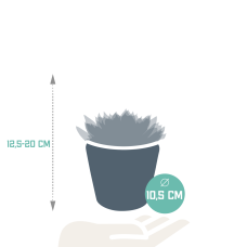 House Of Cactus Echeveria-Mischung 3er Set 8.5 cm im mexikanischen Topf