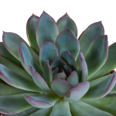 House Of Cactus Echeveria-Mischung 3er Set 8.5 cm im mexikanischen Topf
