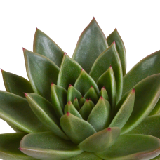 House Of Cactus Echeveria-Mischung 3er Set 8.5 cm im mexikanischen Topf