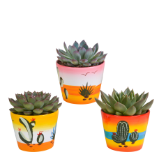 House Of Cactus Echeveria-Mischung 3er Set 8.5 cm im mexikanischen Topf