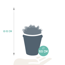 House Of Cactus Echeveria-Mischung 3er Set 8,5 cm im Terrakottatopf