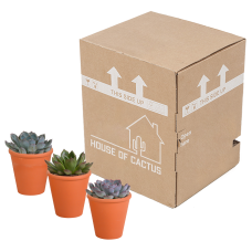 House Of Cactus Echeveria-Mischung 3er Set 8,5 cm im Terrakottatopf