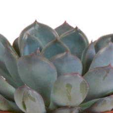 House Of Cactus Echeveria-Mischung 3er Set 8,5 cm im Terrakottatopf