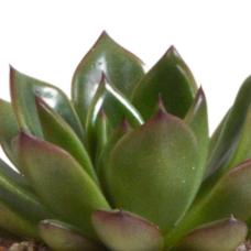 House Of Cactus Echeveria-Mischung 3er Set 8,5 cm im Terrakottatopf