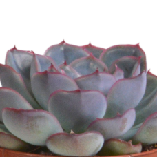 House Of Cactus Echeveria-Mischung 3er Set 8,5 cm im Terrakottatopf