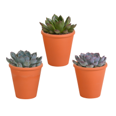 House Of Cactus Echeveria-Mischung 3er Set 8,5 cm im Terrakottatopf