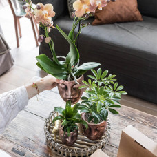 Kolibri Schefflera Bush - Ø9 cm