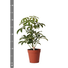 Kolibri Schefflera Bush - Ø9 cm