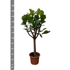 Xxl Plants Ficus Lyrata-Baum XXL - 210 cm