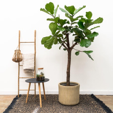 Xxl Plants Ficus Lyrata-Baum XXL - 210 cm