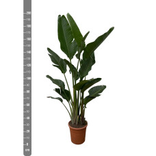 Xxl Plants Strelitzia Augusta Multi Stamm - 200 cm