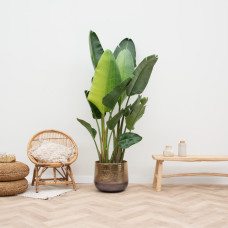 Xxl Plants Strelitzia Augusta Multi Stamm - 200 cm