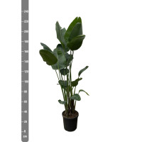 Xxl Plants Strelitzia Nicolai - 230 cm