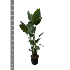 Xxl Plants Strelitzia Nicolai - 230 cm